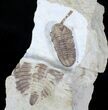 Kainops Trilobite With Huntonia Tail #23111-2